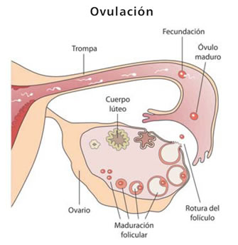 ovulacion-es.jpg